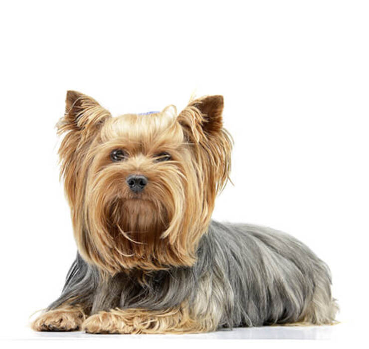 Yorkshire Terrier blanco: cómo es, cómo elegir un cachorro y cómo cuidarlo?