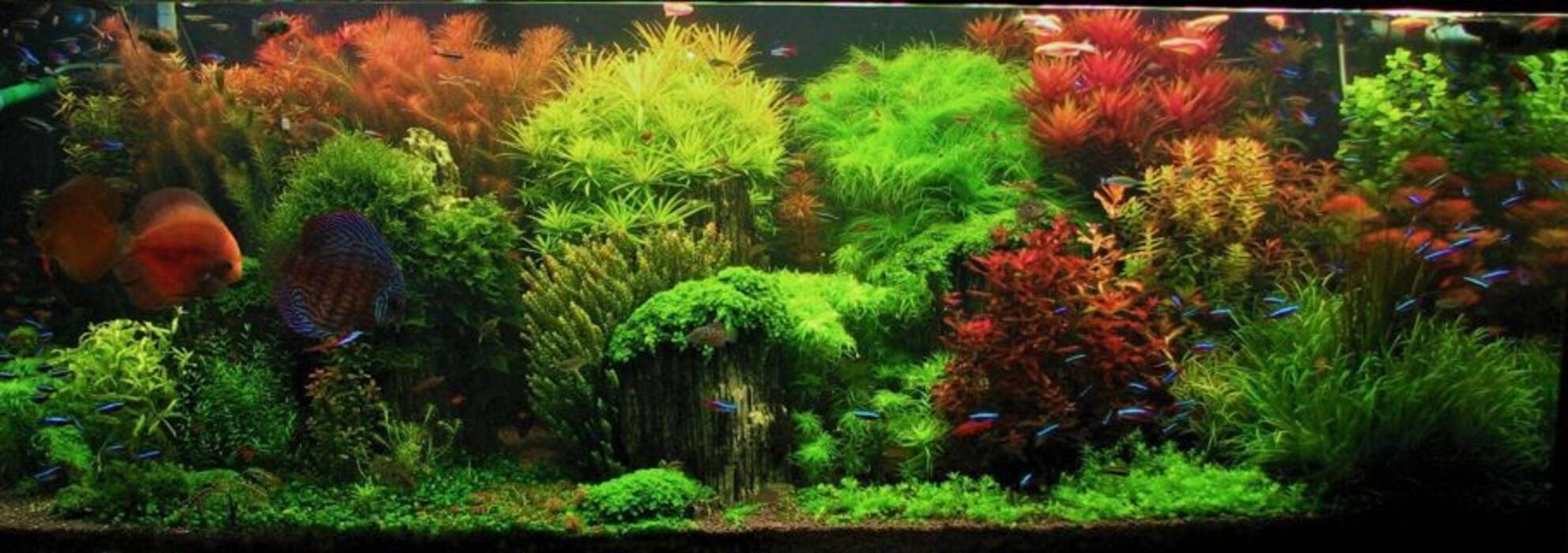 Acuario holandés: plantación y cuidados