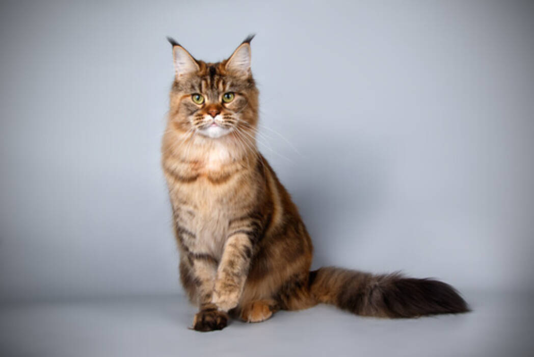 Casa y otro equipamiento para el Maine Coon