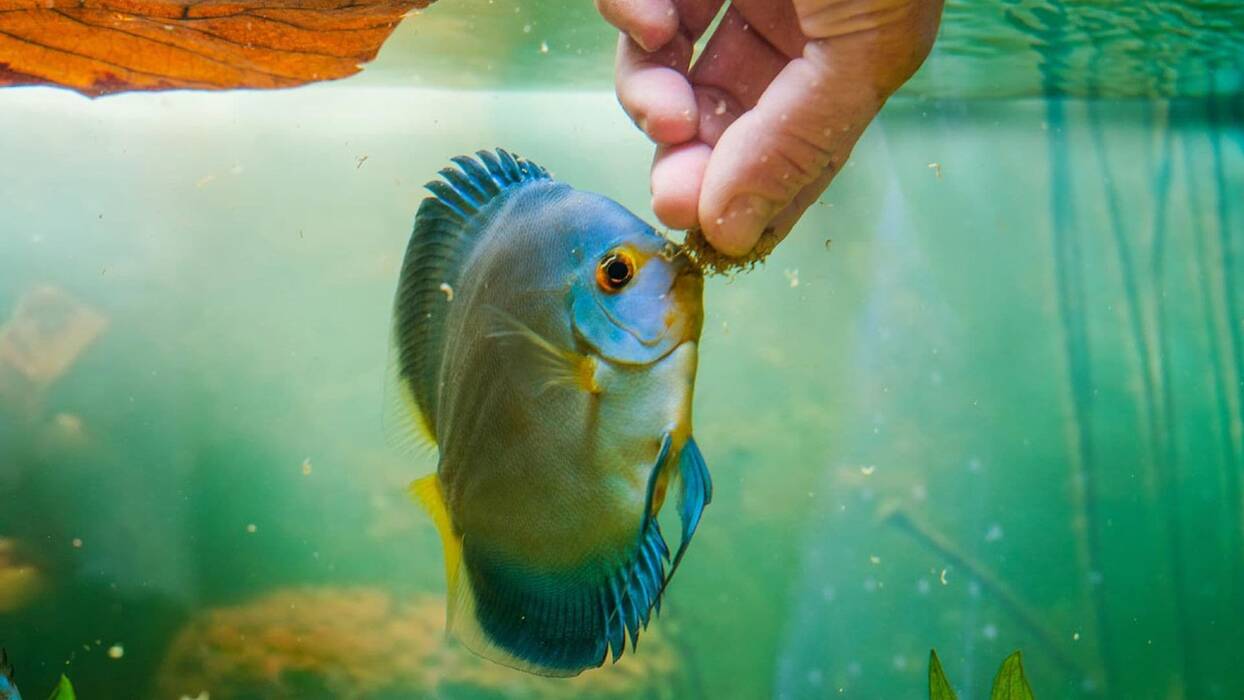 Cómo alimentar adecuadamente a los peces en el acuario?