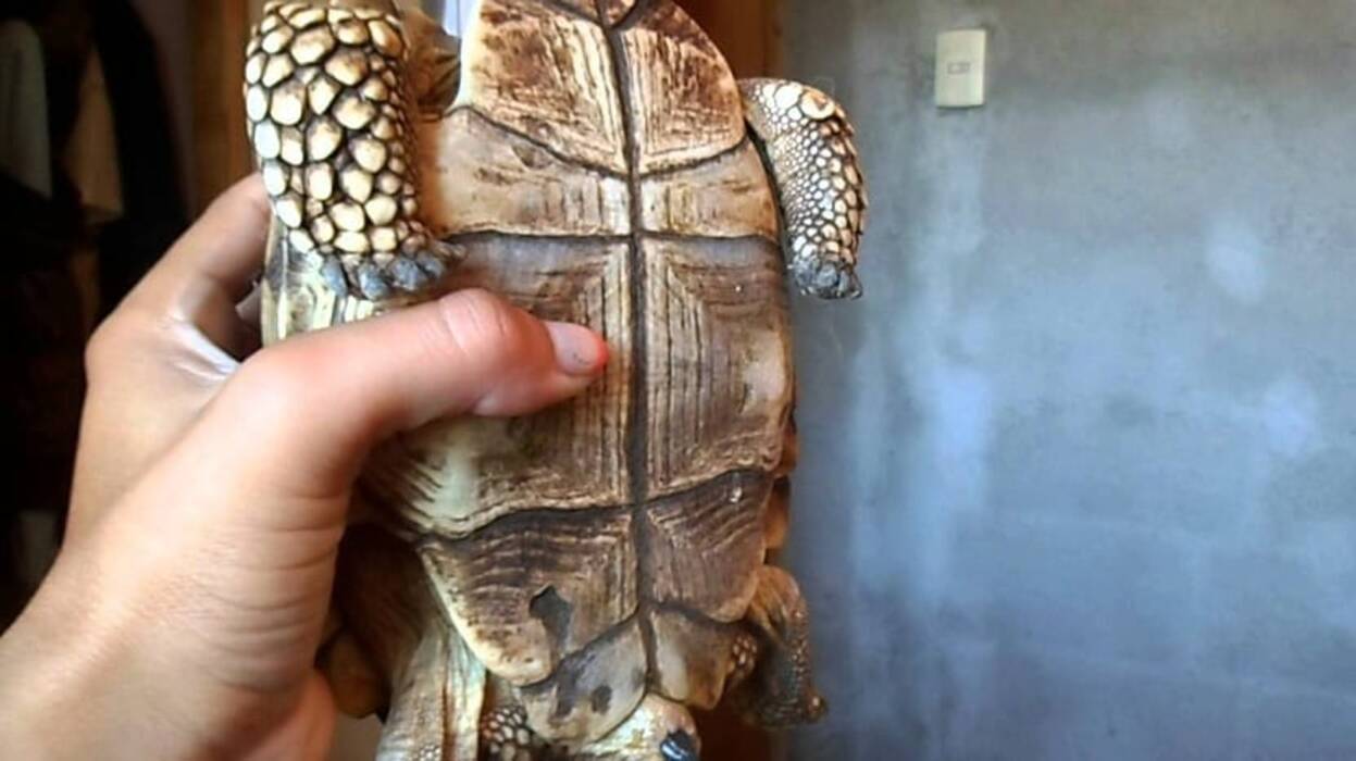 Cómo determinar el sexo de la tortuga de orejas rojas?