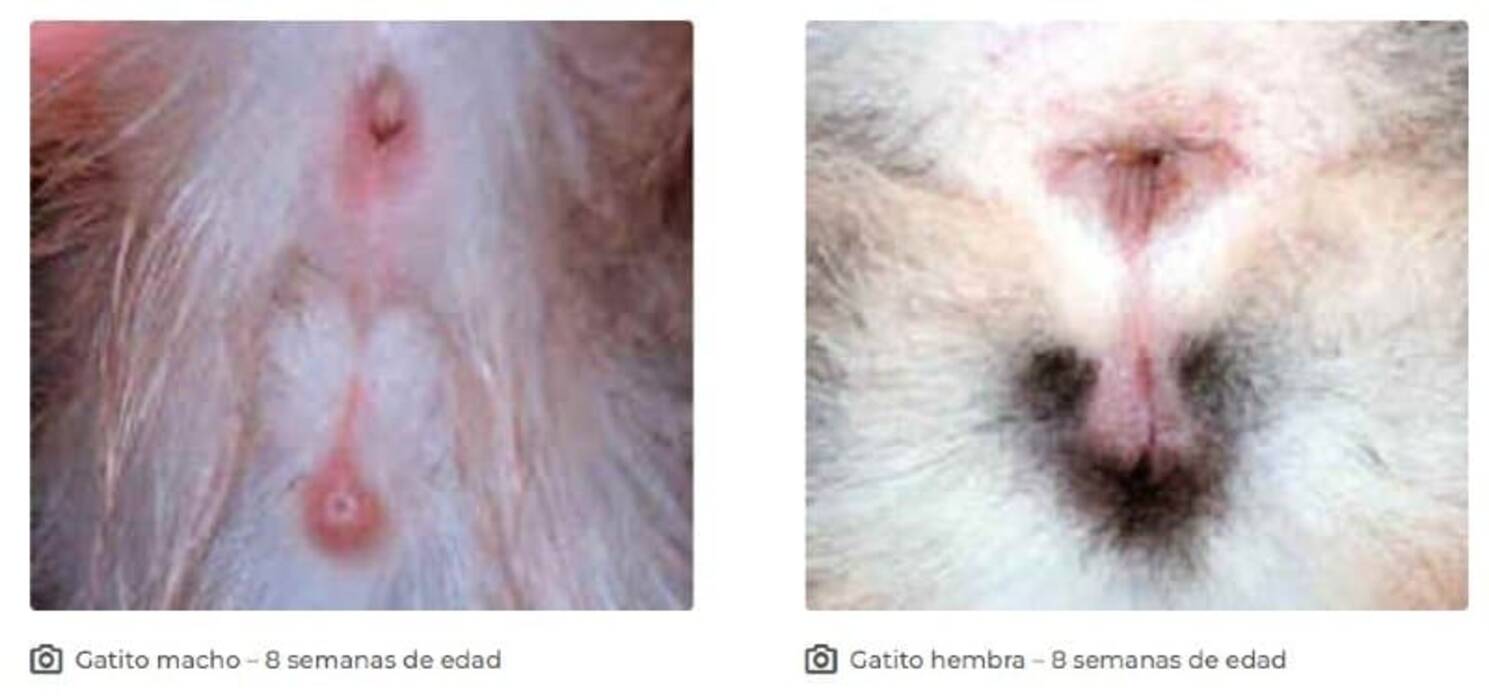 Cómo determinar el sexo de un cachorro?