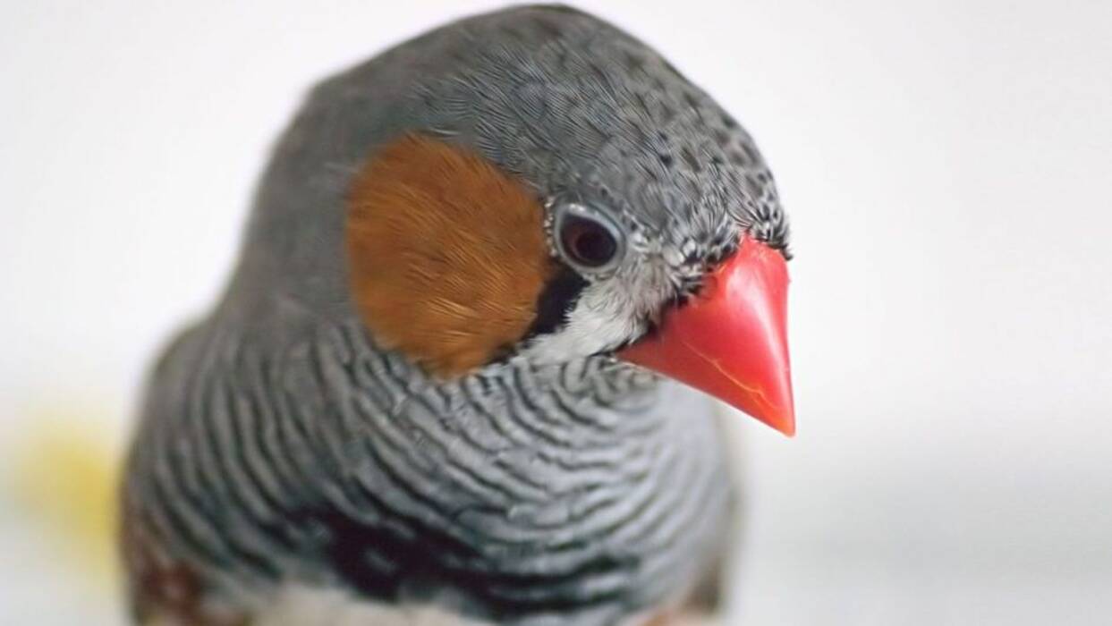 Cómo determinar el sexo de una chinchilla?