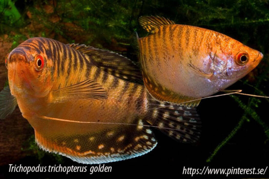 Cómo distinguir entre gouramis hembra y macho?