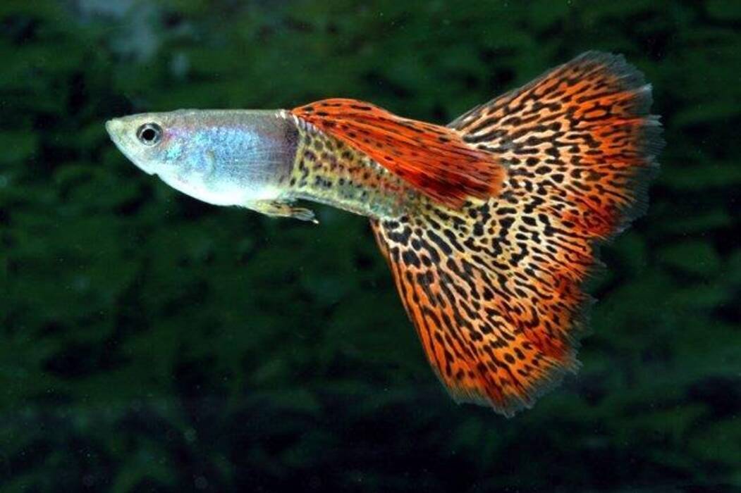 Cómo distinguir los guppys hembra de los machos?