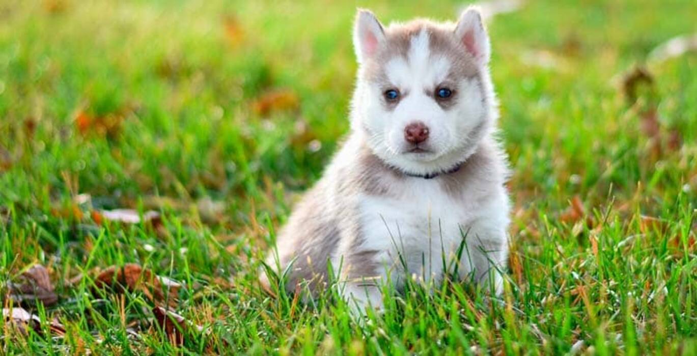 Cómo educar a un husky para ir al baño fuera y en casa?