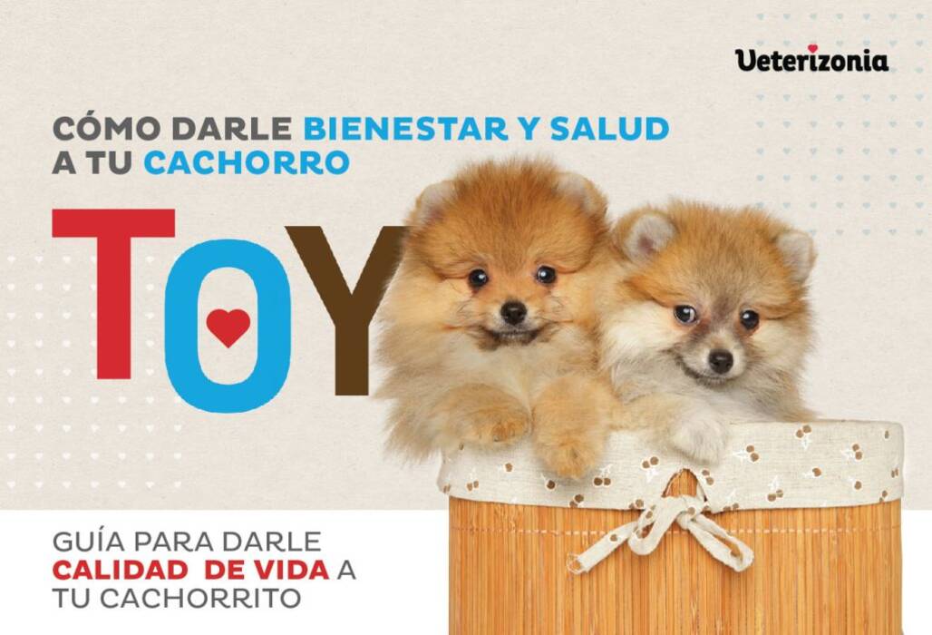 Cómo educar a un Spitz para el pañal?