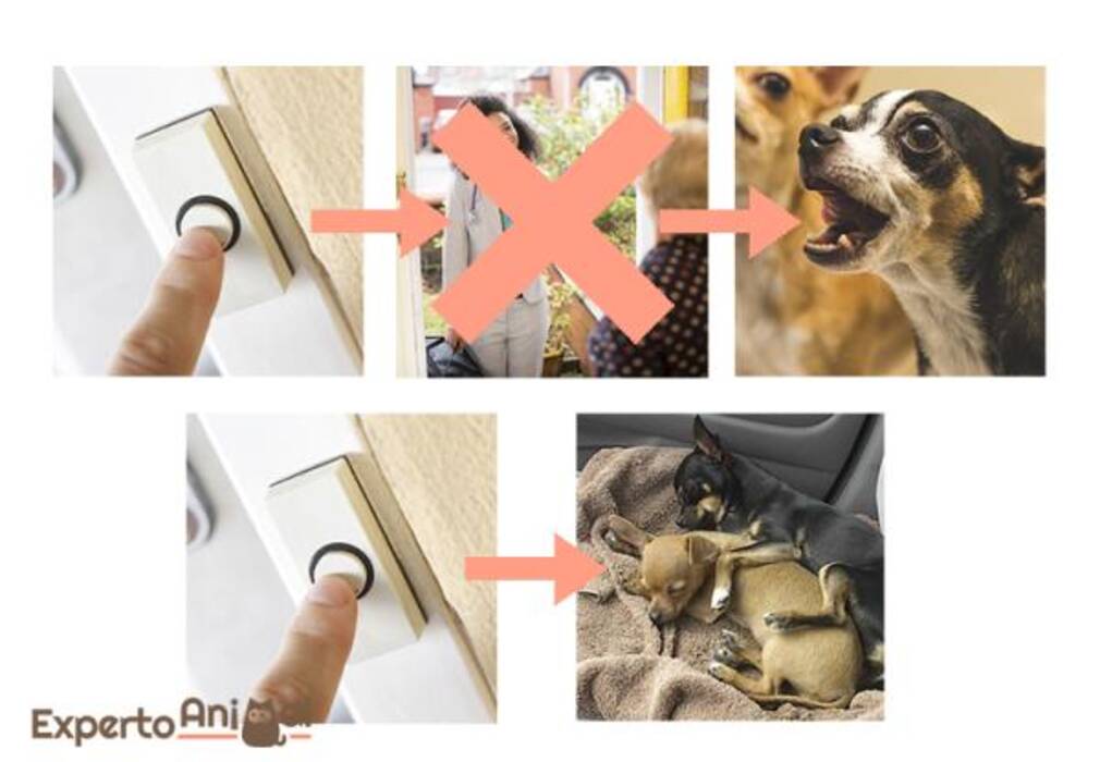 Cómo hacer que un Spitz deje de ladrar en casa?