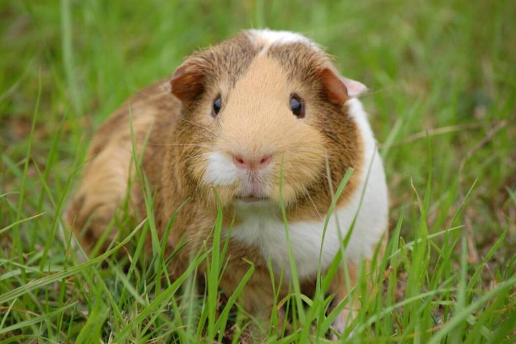 Cómo hacer una casa para una cobaya con tus propias manos?