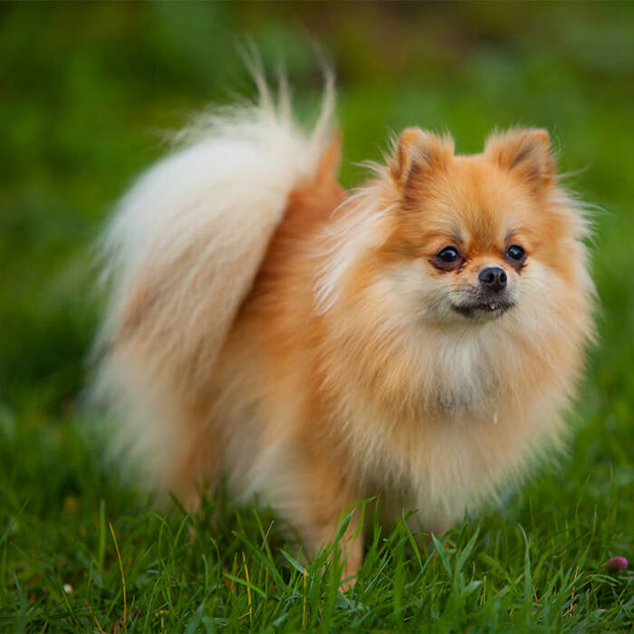 Cómo llamar a un Spitz hembra?