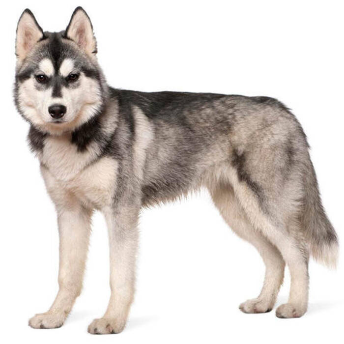 Cómo llamar a una niña husky?
