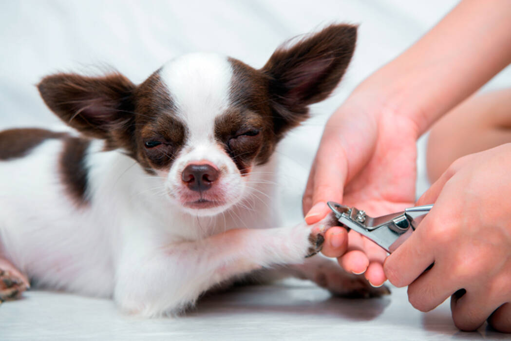 Cómo recortar las uñas de un spitz en casa?