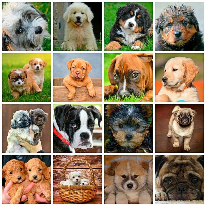 Cómo se puede identificar la raza del perro?