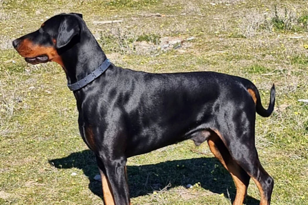 ¿Cómo se puede llamar a un perro de color negro?