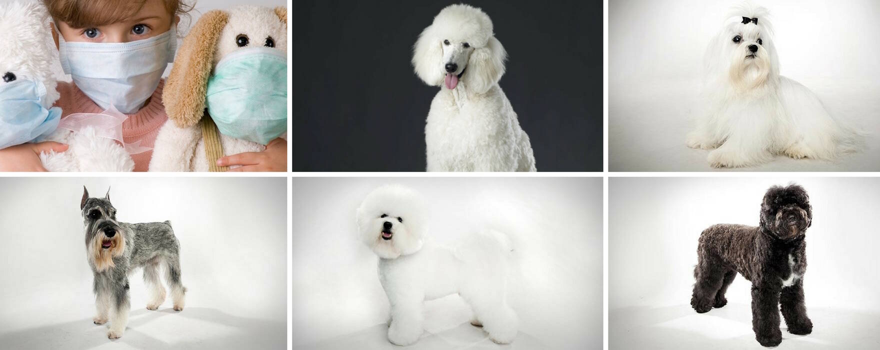 Cómo surgieron los perros y sus razas?
