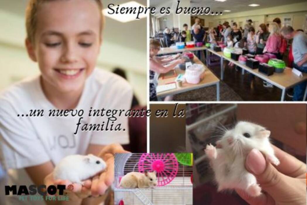 Cómo y con qué hacer una casa para un hámster con sus propias manos?