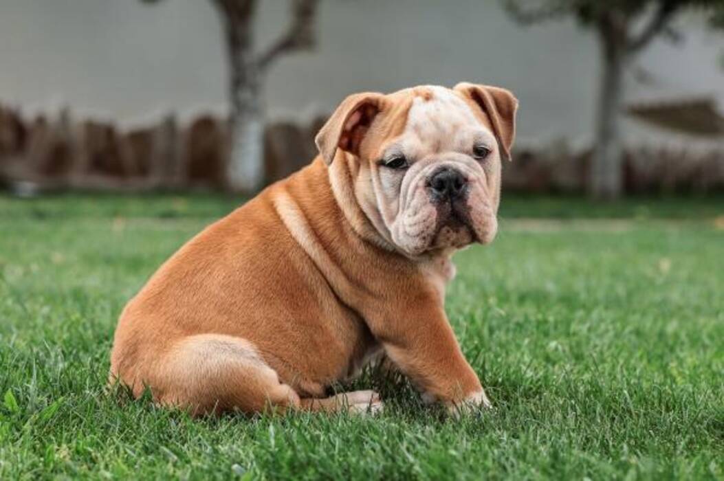 ¿Cuál es la mejor mascota para tener en un piso??