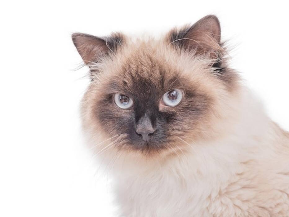 ¿Cuáles son los colores de los gatos de raza Neva masquerade??