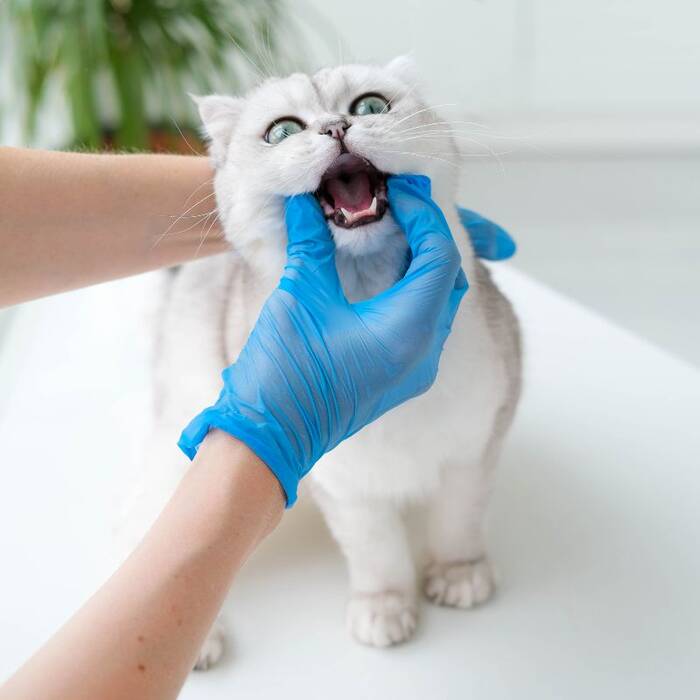 ¿Cuándo cambian los dientes los gatitos y cómo ocurre??