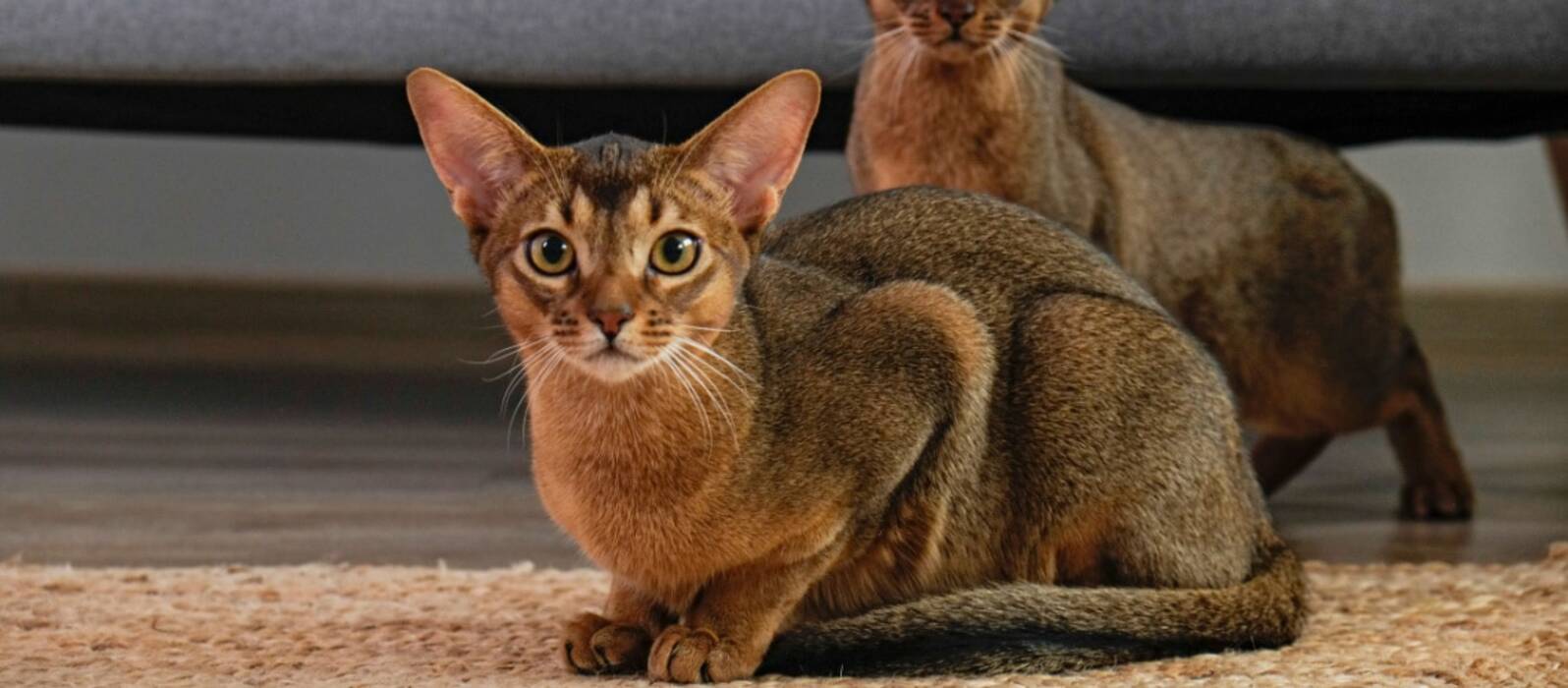 Descripción de las razas y mantenimiento de los gatos tricolores