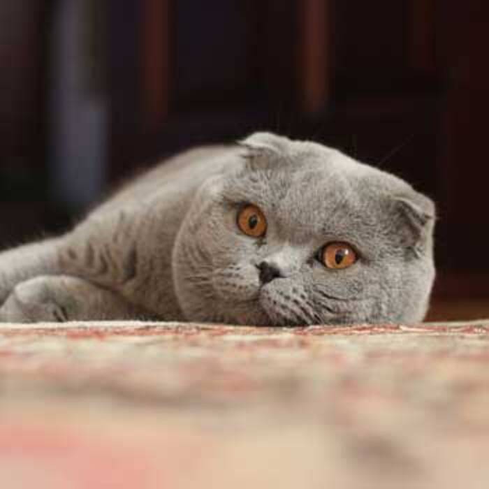 Elección del alimento para gatos de orejas caídas escoceses