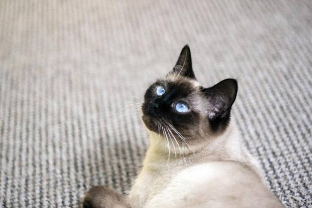 Elegir un nombre para los gatos siameses