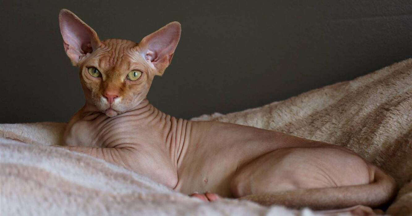 Elegir un nombre para un gato de la raza Sphynx