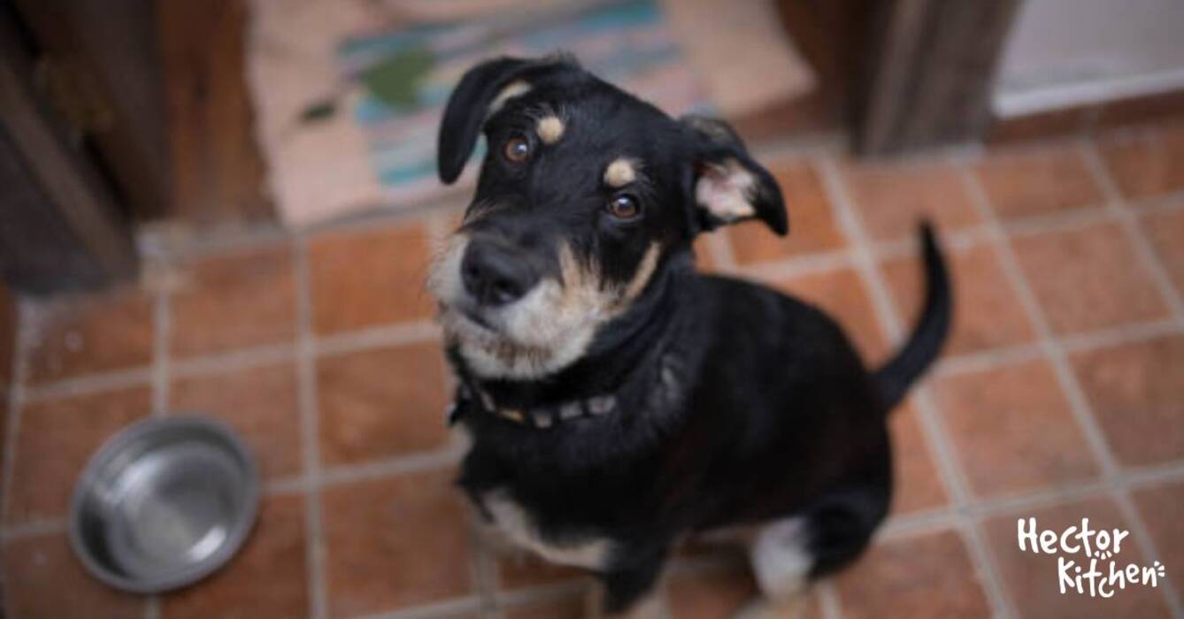 Garras para perros: variedades, características de elección y uso