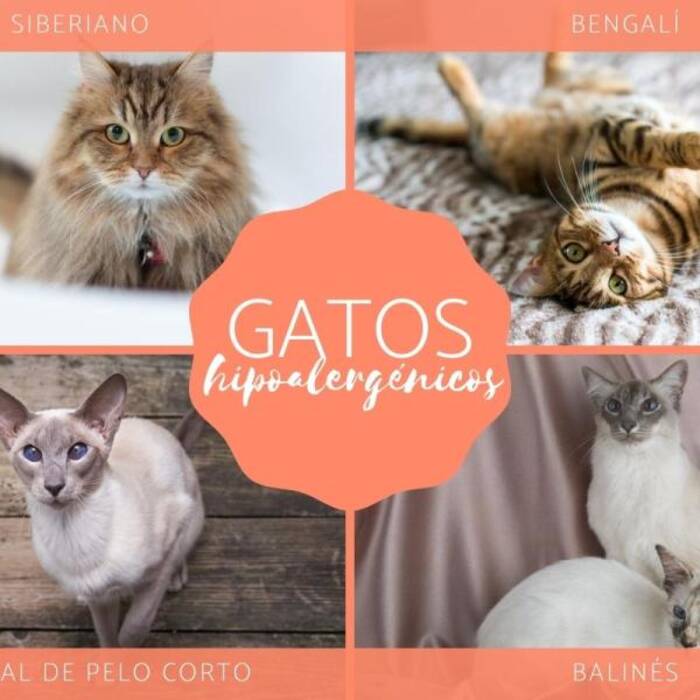 Gatos británicos a rayas: cómo son, cómo mantenerlos y cómo nombrarlos?