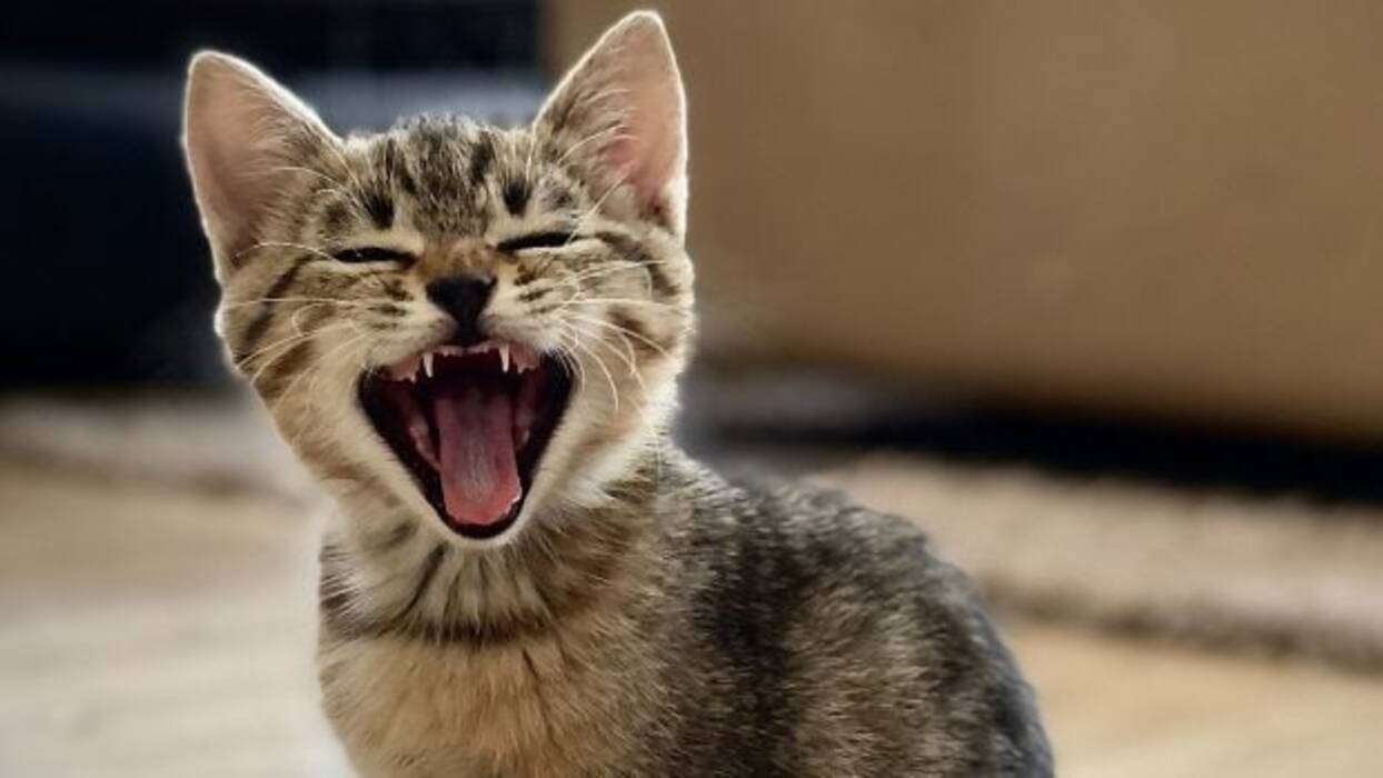 Gatos chinos: variedades y matices de contenido