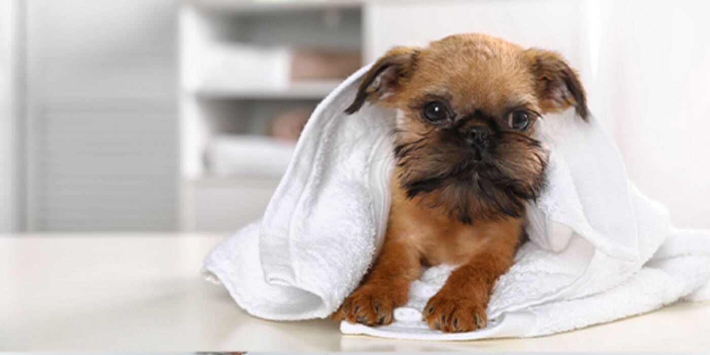 Grifón: tipos de perros y su mantenimiento