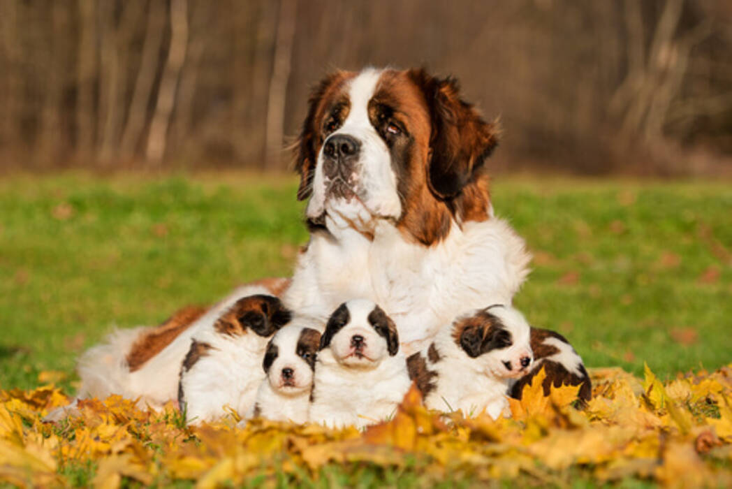 ¿Hasta qué edad crecen los perros de distintas razas??