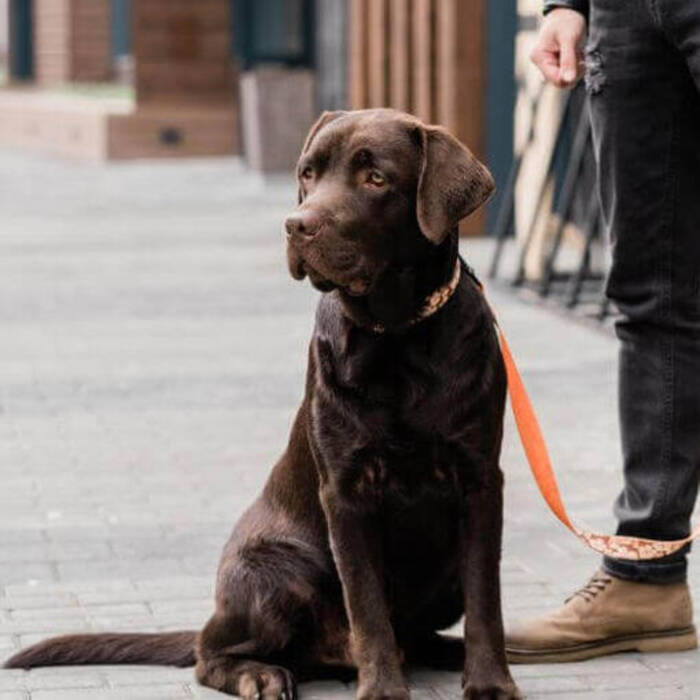 Labrador a los 4 meses: cómo es y cómo mantenerlo?