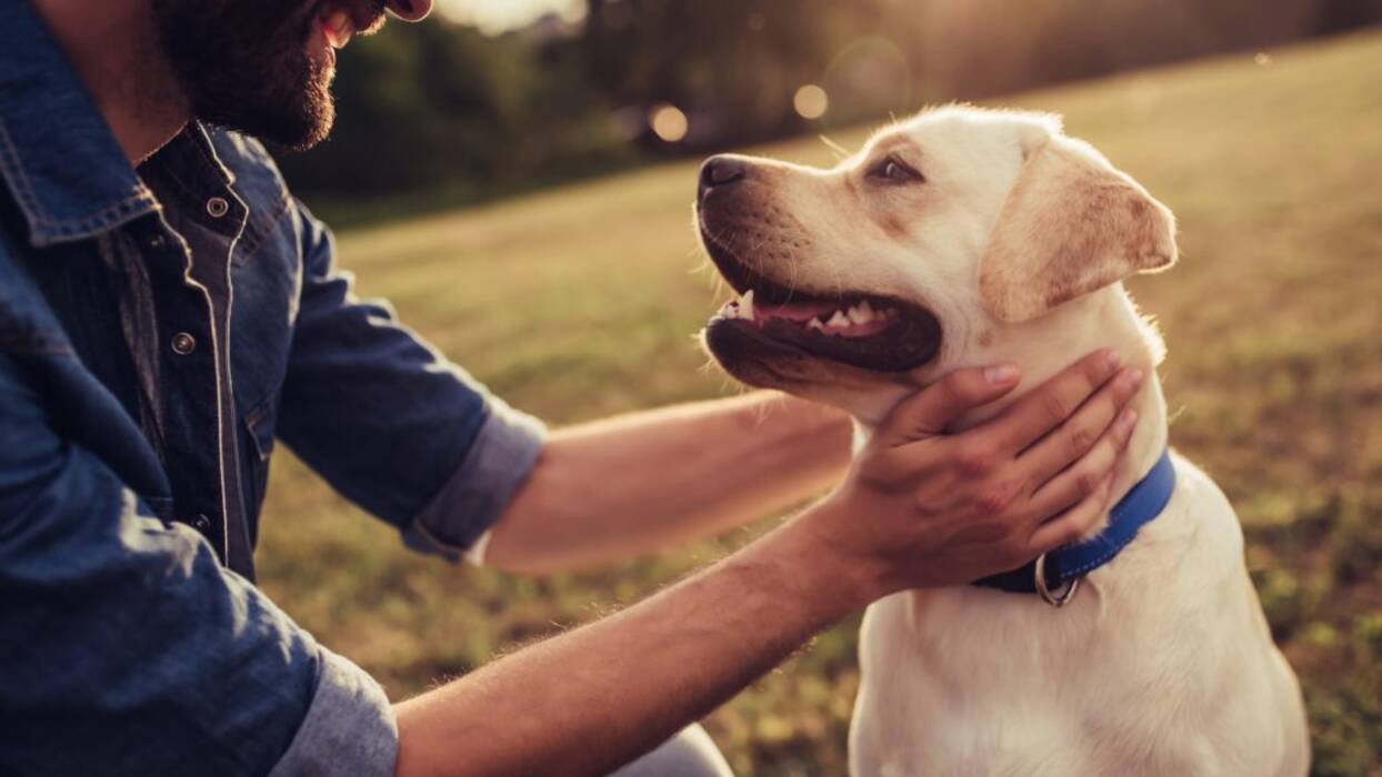 Labrador en el piso: pros y contras, las normas de mantenimiento