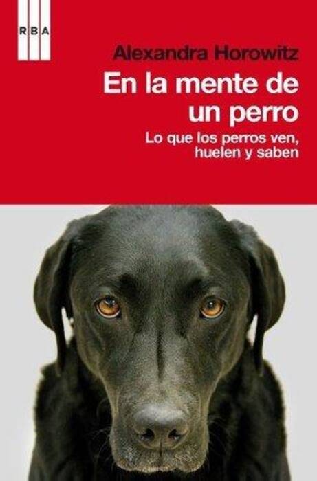 Mestizos: descripción de los perros mestizos y las sutilezas de su cultivo