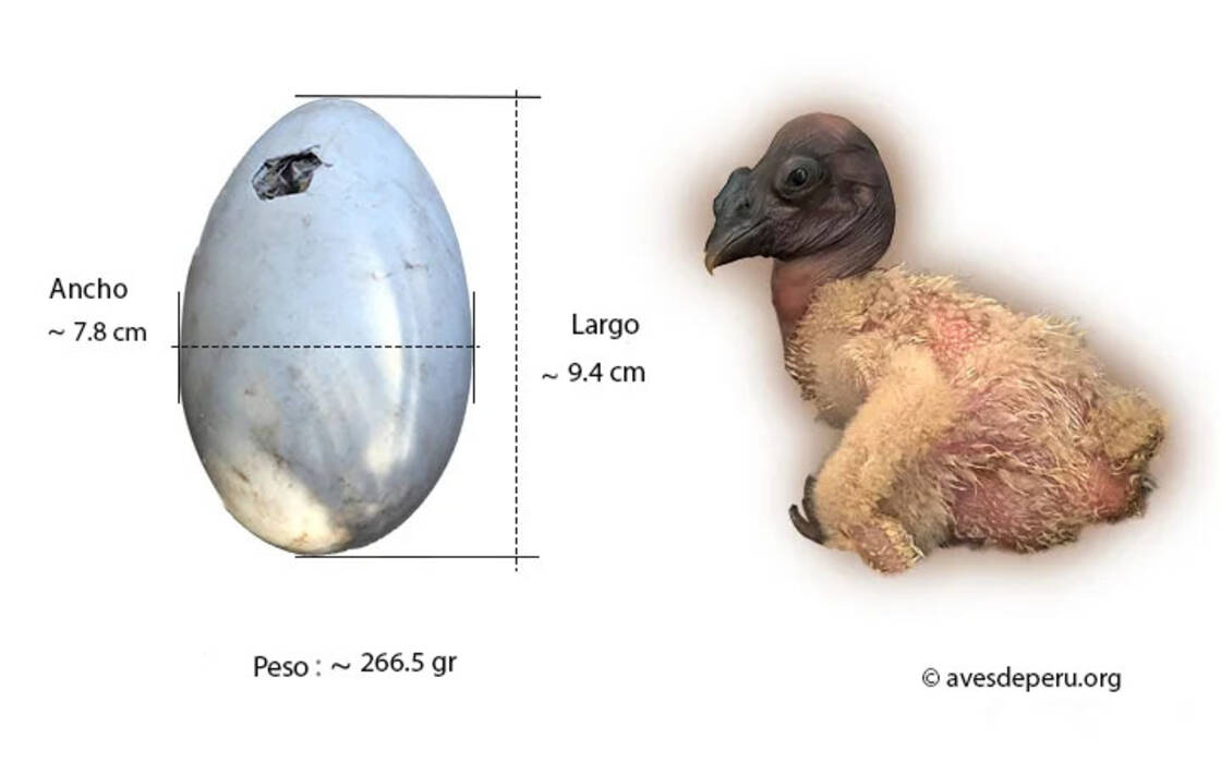 Nido para loros ondulados: peculiaridades de elección y normas de fabricación