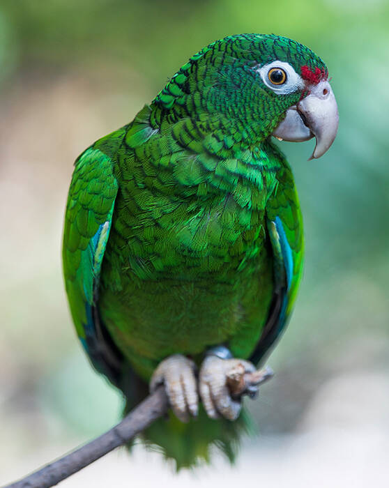 Nombres interesantes y bonitos para el loro Corella