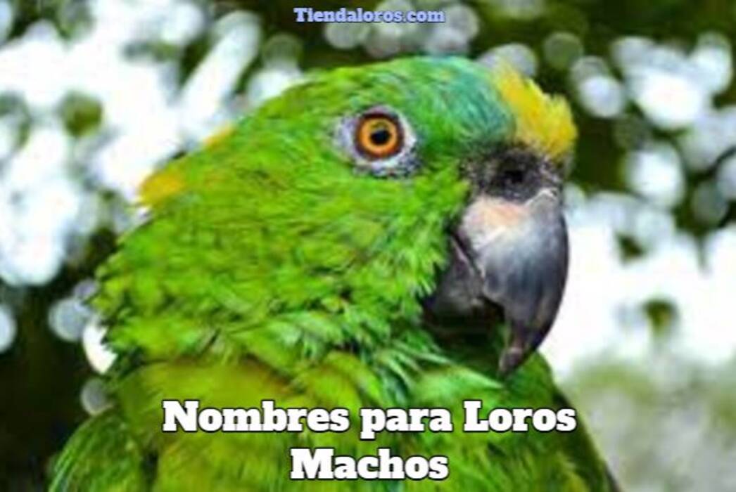 Nombres para loros machos