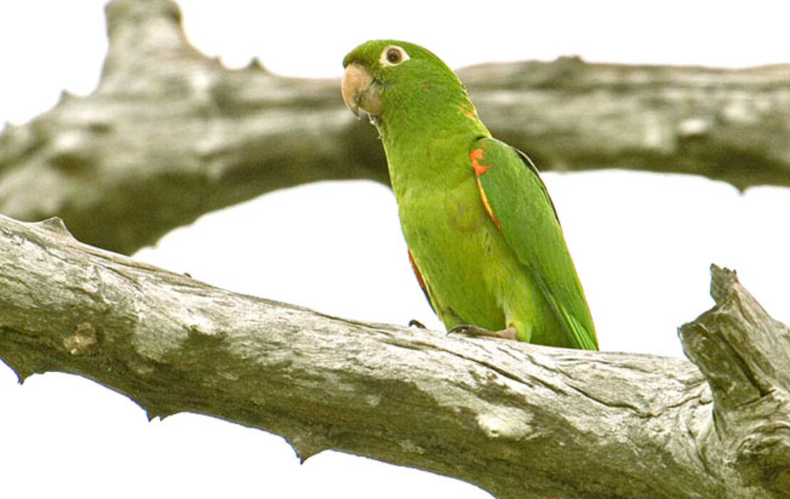 Nombres para loros ondulados