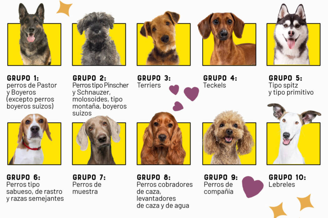 Perro pastor mestizo y husky: descripción, carácter y contenido