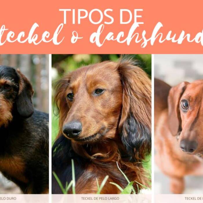 Perros salchicha de pelo duro: tipos, carácter y características de cuidado
