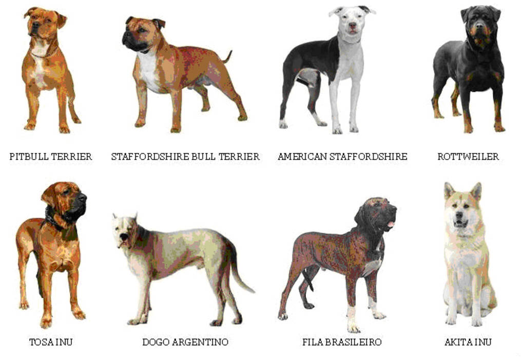 Peso y altura del Rottweiler: los principales parámetros de la raza