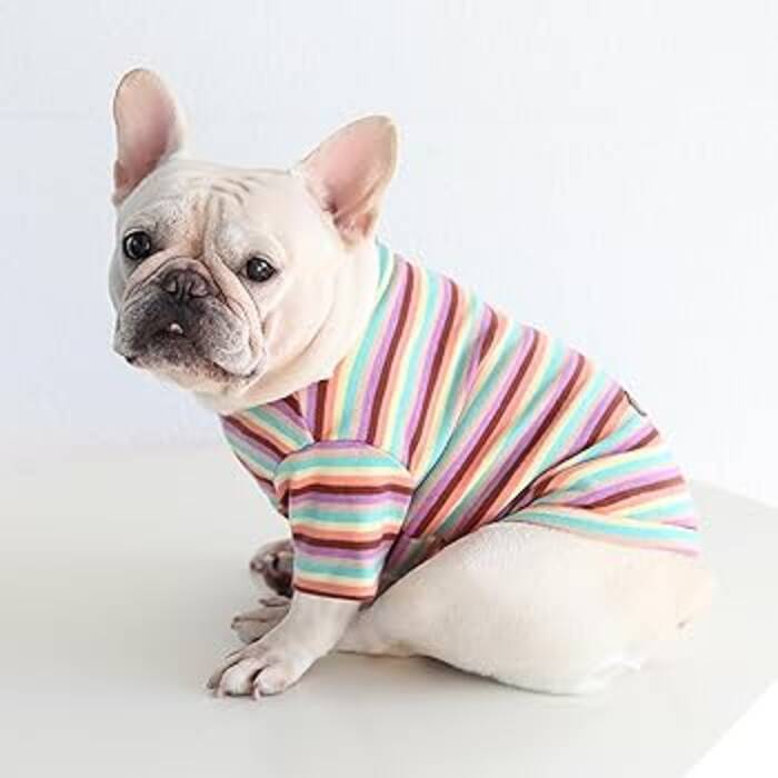Pug y Bulldog francés: ¿a quién elegir??