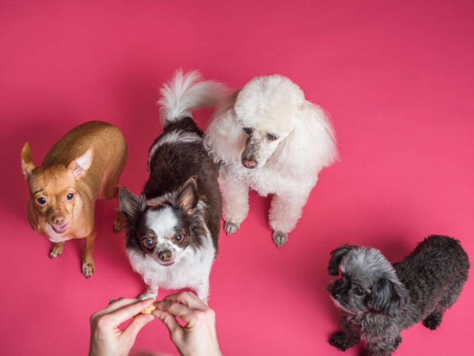 Qué frutos secos se pueden dar a los perros y cuáles no?