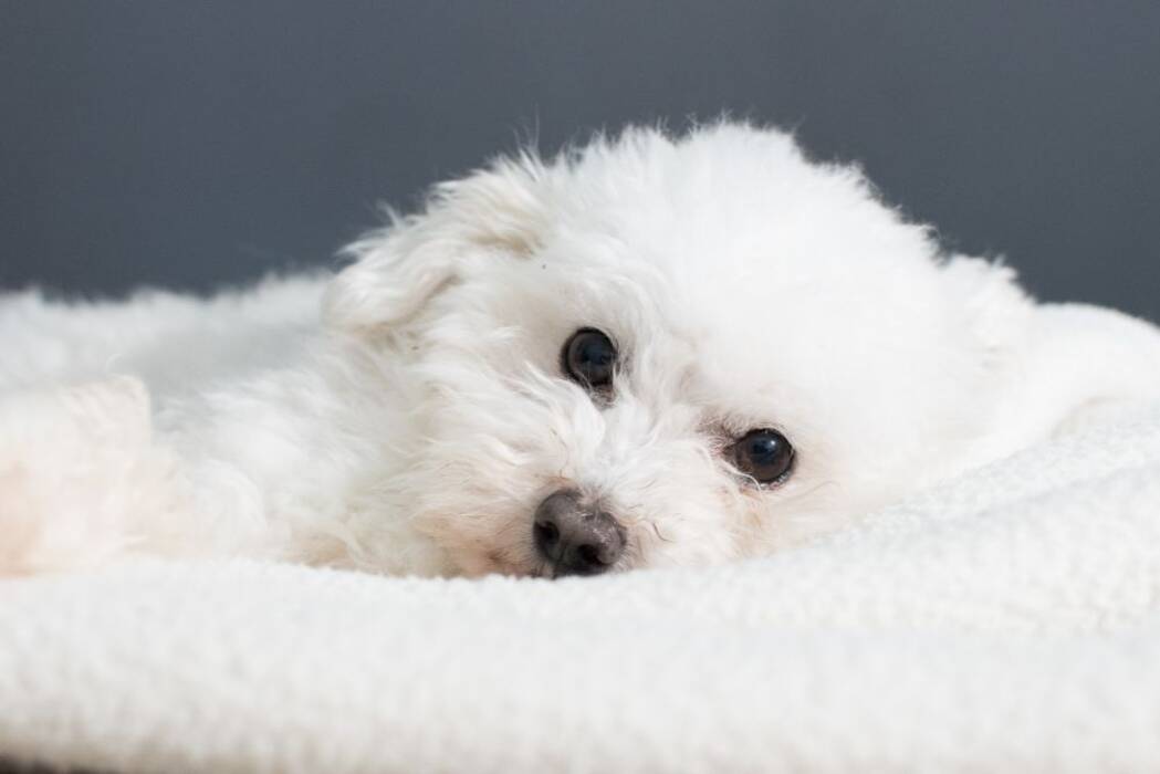 Qué nombres se pueden poner a los perros blancos?