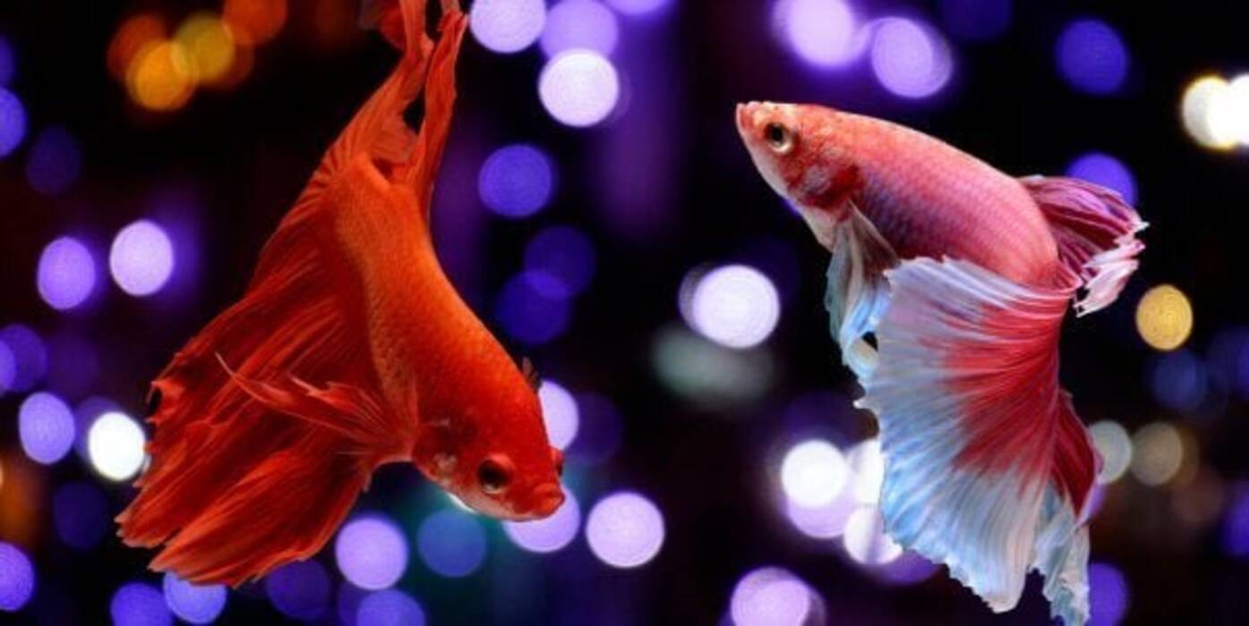 Qué tipo de peces y cuánto tiempo pueden vivir sin oxígeno y filtrar?