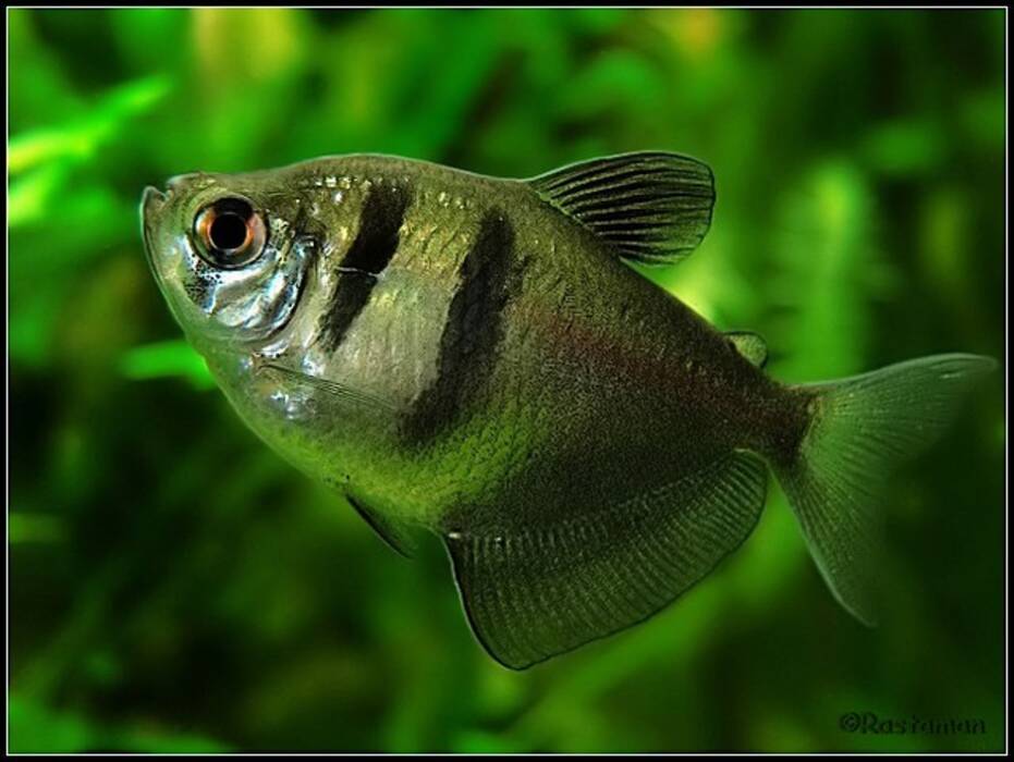 Rana blanca de acuario: descripción y recomendaciones para su mantenimiento