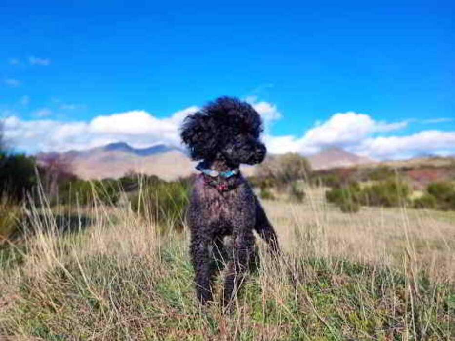 Razas de perros enanos: ventajas e inconvenientes, tipos, elección y cuidados