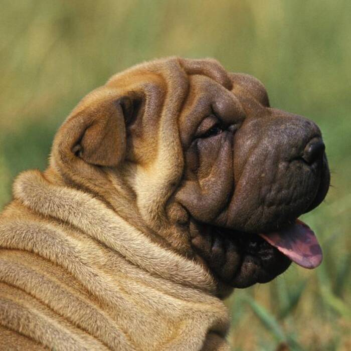 Sharpei azul: descripción y peculiaridades de su mantenimiento