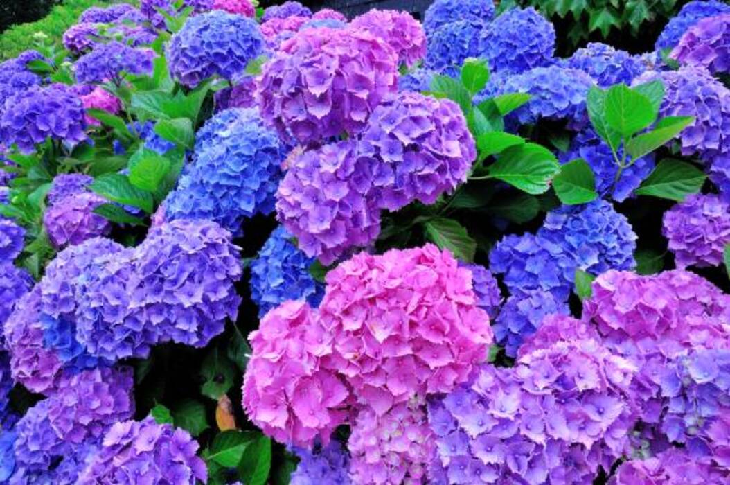Significado de la hortensia